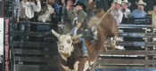 2008 PBR World Finals